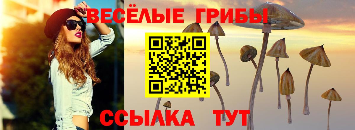 Галлюциногенные грибы Psilocybe Киселёвск